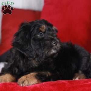 Sprinkle, Mini Golden Mountain Doodle Puppy
